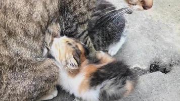 purebred cat is breastfeeding her cute and funny child video