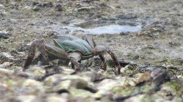 Beautiful crab on the sea coast of a tropical island, close up. Amazing tropical world of Semilan Islands, Thailand video