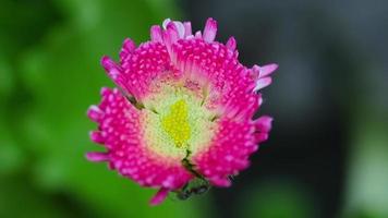 skön rosa blomma i de sommar trädgård på en suddig bakgrund. insekt myra på en blomma. insekt värld i sommar video