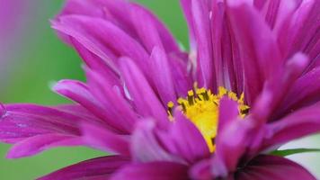 Beautiful pink Cosmeya Flower, macro shot. Terry flower Kosmeya. Concept summer, nature video