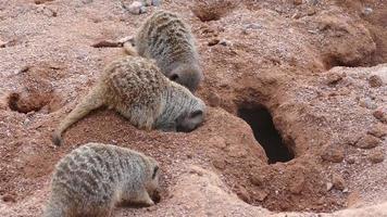 suricates creusant des trous video