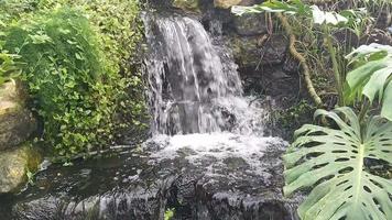 fließender tropischer wasserfall video