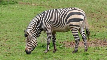 zebra voeden Aan gras video