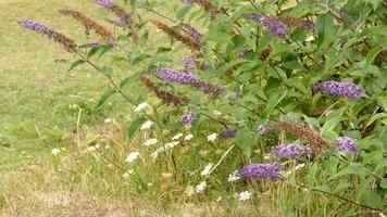 fleurs se balançant dans la brise video