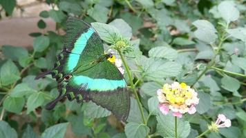 mooi groen vlinder video