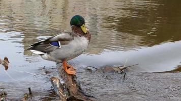 Mallard Duck Preening Its Feathers video