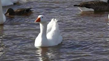 White Goose On A Lake video
