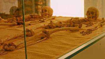 cráneo humano en una vitrina. antigua tienda de terror. huesos de museo de miedo video