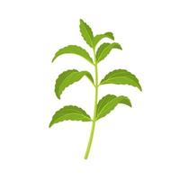 ilustración vectorial, stevia u hoja dulce, también llamada hoja de azúcar, aislada en fondo blanco. vector