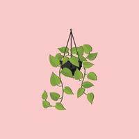 House plant vector illustration isolated pink background
