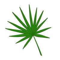 Circle palm leaf. Illustration for printing, backgrounds, covers and packaging. Image can be used for greeting cards, posters, stickers and textile. Isolated on white background. vector