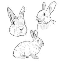 set of sketch and hand drawn rabbit and bunny element vector