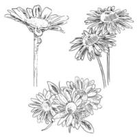 set of sketch and hand drawn botanical flower daisy vector