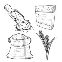 set of sketch and hand drawn rice and wheat vector