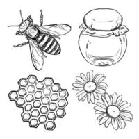 set of sketch and hand drawn honey bee honey jar honeycomb and daisy vector