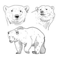 set of sketch and hand drawn element wildlife animal polar bear vector