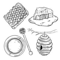 set of sketch and hand drawn honey honeycomb beehive and honey spoon vector