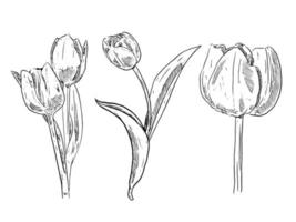 set of sketch and hand drawn botanical flower tulip vector