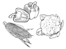conjunto de boceto y vegetales dibujados a mano vector