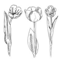 set of sketch and hand drawn tulip flower collection set vector