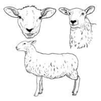 set of sketch and hand drawn animal farm element and sheep vector