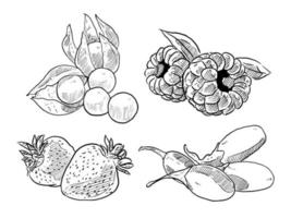 set of sketch and hand drawn fruit and berry gooseberry raspberry strawberry and gojiberry vector