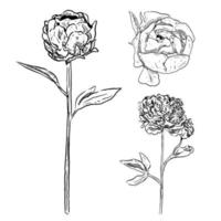 set of sketch and hand drawn peony flower collection set vector