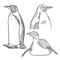 set of sketch and hand drawn winter animal element penguin vector