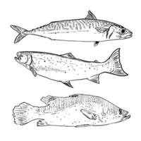 conjunto de croquis y elementos de mariscos dibujados a mano caballa salmón y lubina vector