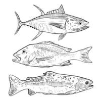 set of sketch and hand drawn seafood element tuna trout and snapper vector