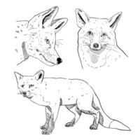 set of sketch and hand drawn element wildlife animal fox vector