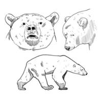 set of sketch and hand drawn element wildlife animal bear vector