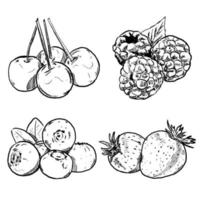 conjunto de boceto y fruta dibujada a mano cereza frambuesa arándano y fresa vector