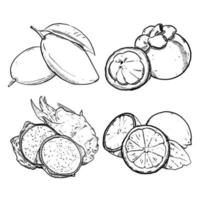 set of sketch and hand drawn fruit mango mangosteen dragonfruit and lemon vector