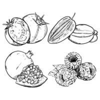 set of sketch and hand drawn fruit tomato starfruit raspberry and Pomegranate vector