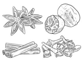 set of sketch and hand drawn spice vegetable and herb star anise nutmeg cloves and cinnamon vector