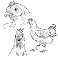 conjunto de bocetos y granjas de pollos y animales dibujadas a mano vector