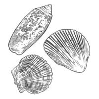 set of sketch and hand drawn element ocean shellfish collection set vector