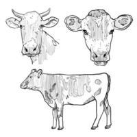 set of sketch and hand drawn animal farm and cow vector