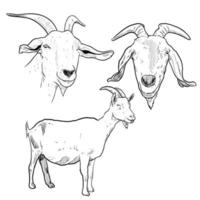 conjunto de bocetos y animales de granja y cabras dibujados a mano vector