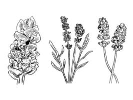 set of sketch and hand drawn lavender collection set vector