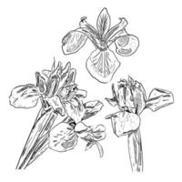 set of sketch and hand drawn iris flower element set vector