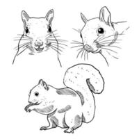 set of sketch and hand drawn winter animal element squirrel vector