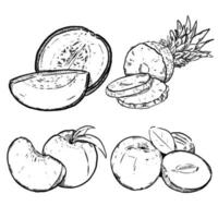 set of sketch and hand drawn fruit melon pine apple apple and peach vector