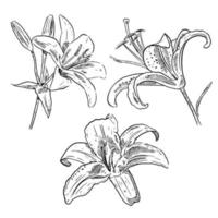 set of sketch and hand drawn element lily flower collection set vector