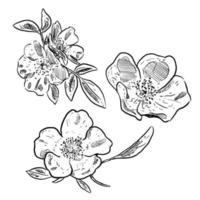 set of sketch and hand drawn element wild rose flower collection set vector