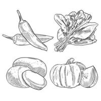 set of sketch and hand drawn vegetable chilli pepper spinach potato and pumpkin vector