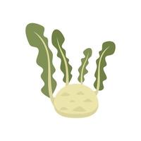 Root cabbage icon flat isolated vector