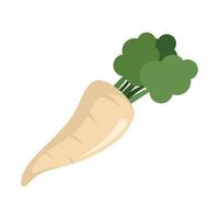 Fresh parsnip icon flat isolated vector