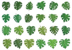 iconos de monstera establecen vector de dibujos animados. hoja de palma